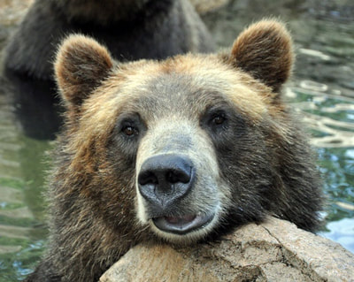 Close-up photo of a handsome grizzly bear